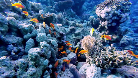 pescado naranja salvaje en la costa de egipto