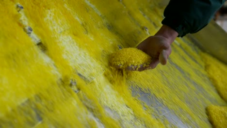 man hand takes yellow sulfur particles from conveyor