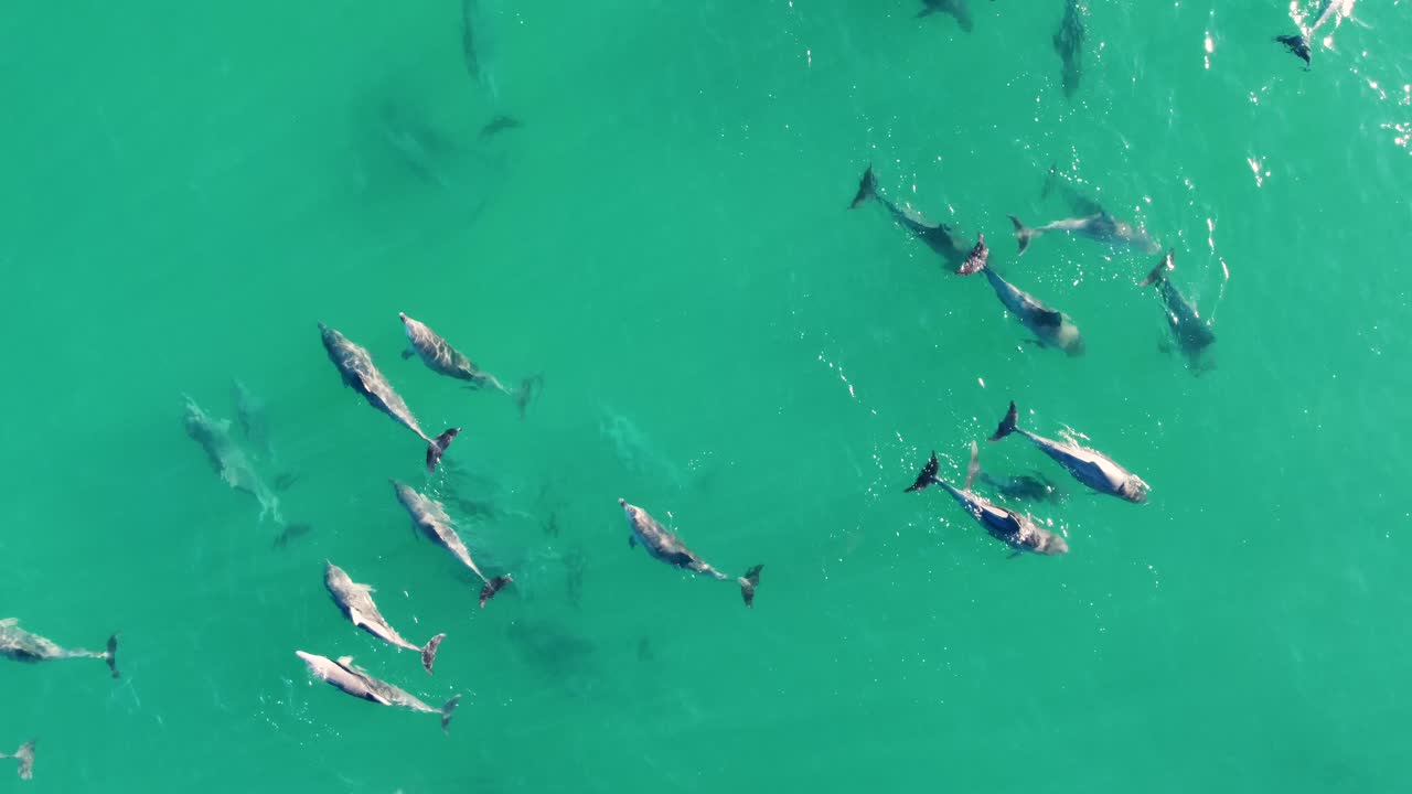toma aérea de drones de una vaina de delfines nadando en aguas claras del océano pacífico turismo de la costa central nsw australia 4k