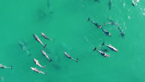 drone aerial pan shot of dolphin pod swimming in clear water pacific ocean central coast tourism nsw australia 4k