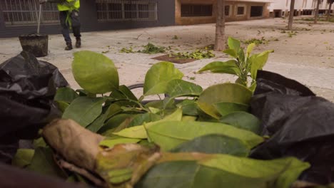 hojas verdes de naranjo en bolsa de basura con gente barriendo en segundo plano