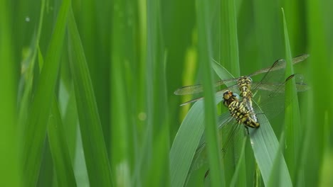 tiger dragonfly in green rice grass