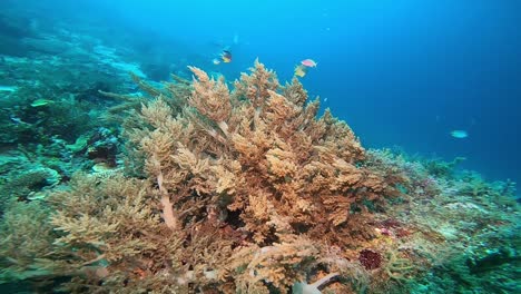 Deslizamiento-Lento-A-Través-Del-Océano-Con-Un-Coral-Blando-En-La-Pendiente-Ondeando-En-La-Corriente