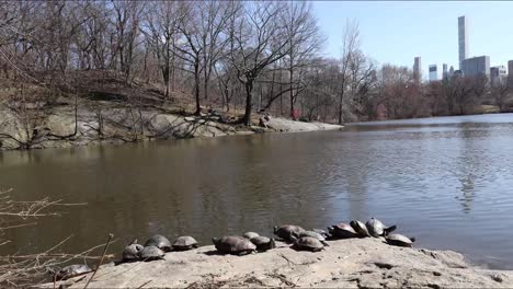 central park new york motion timelapse on lake with tortoises, boats and buildings on the background