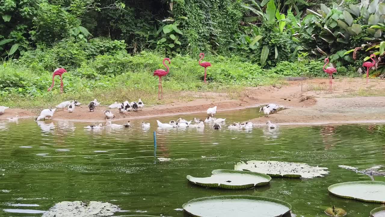 patos y flamencos en un estanque