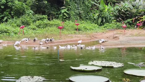 ducks and flamingos in a pond