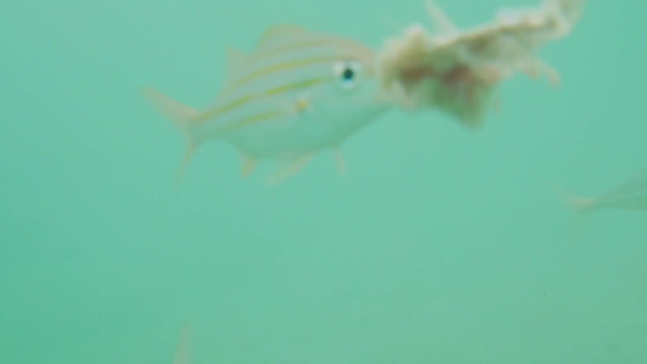 Epic footage of fishes feeding and a green sea turtle appear from the deep