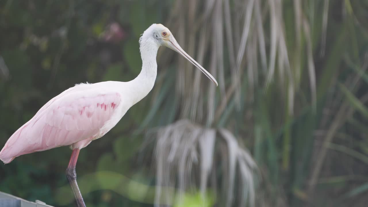A roseate spoonbill stands tall in natural light, displaying its striking pink plumage against a backdrop of tall marsh grass