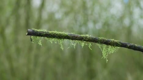 moss-covered branch in forest