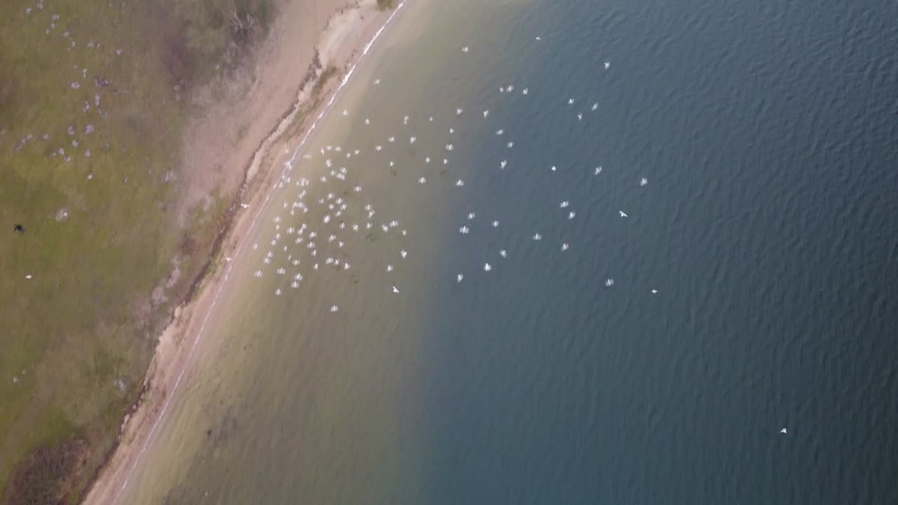 vista de ángulo alto de bandada de gaviotas volando cerca del agua en kaunas