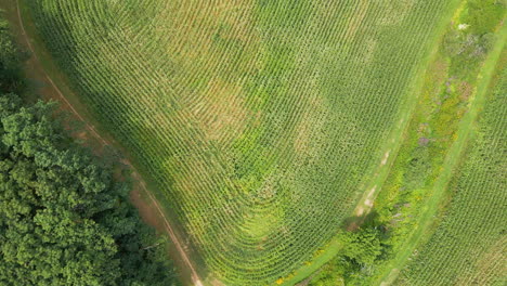 Vista-Aérea-De-Pájaro-De-La-Granja-De-Nueva-Inglaterra