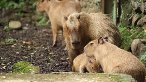 Parental-adult-capybara-takes-care-of-young-children-and-baby-in-zoo-enclosure,-static