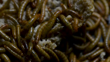 The-Mealworm-is-a-species-of-Darkling-Beetle-used-to-feed-pets-like-fish,-snakes,-birds,-and-frogs