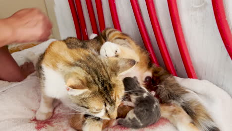 cat gives birth to baby kittens, slow motion