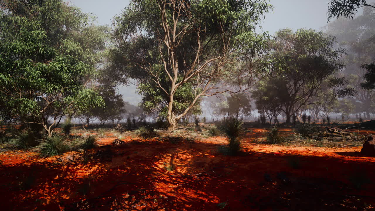 안개 에우칼립투스 숲