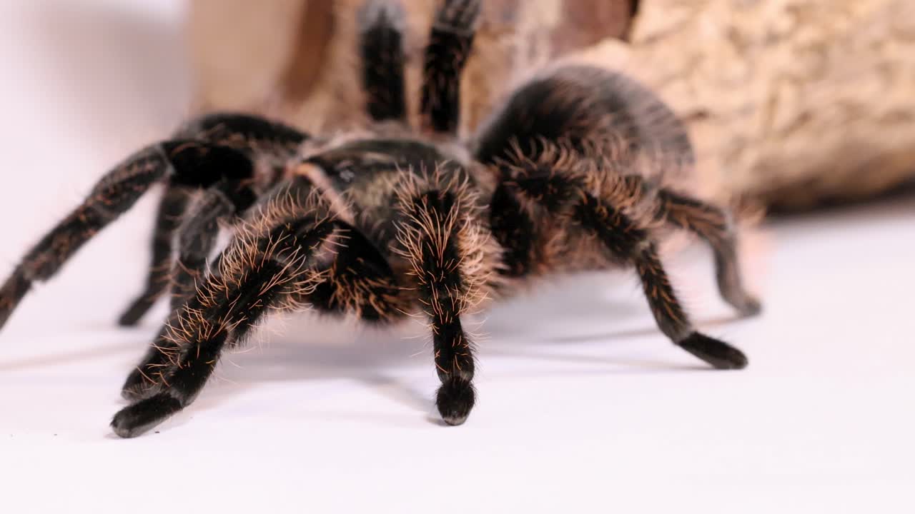 Beyaz bir yüzeyde yavaşça hareket eden tüylü siyah bir tarantulanın ayrıntılı bir makro çekimi