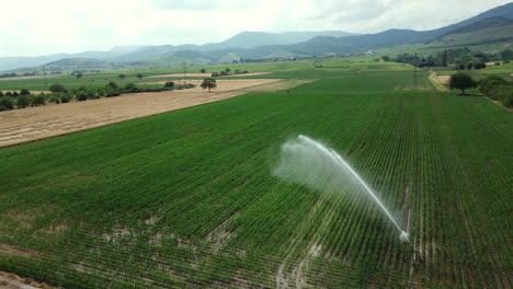 aerial view of irrigated cornfield
