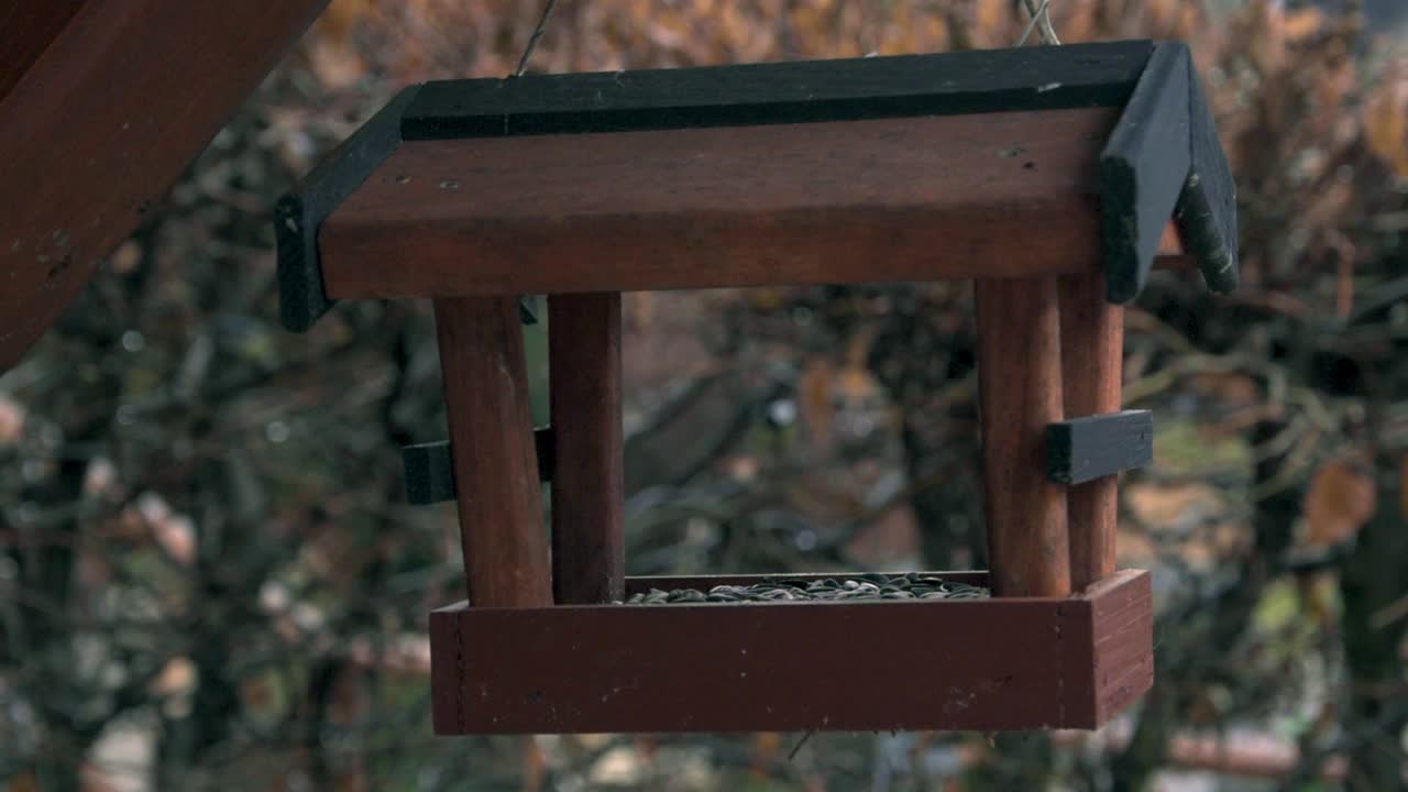 작은 새가 새 먹이에 있는 씨을 먹으러 온다