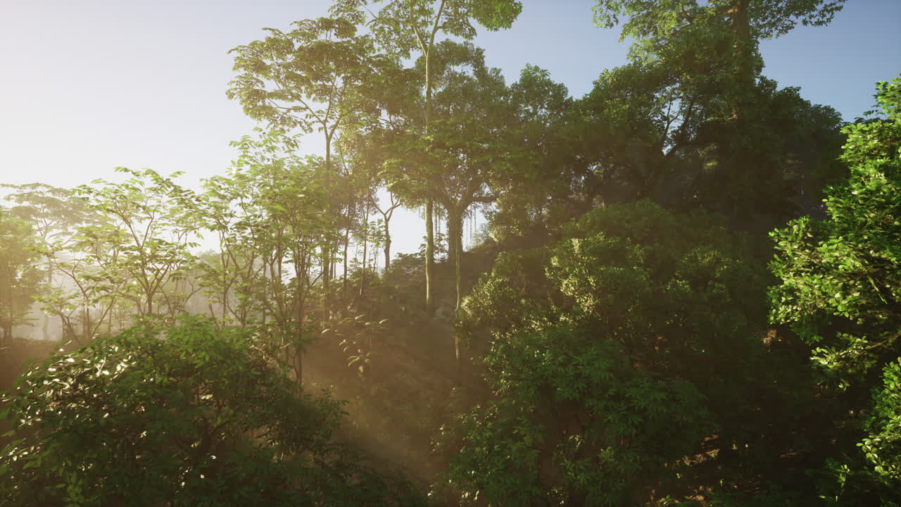 la luz del sol fluye a través de un bosque exuberante