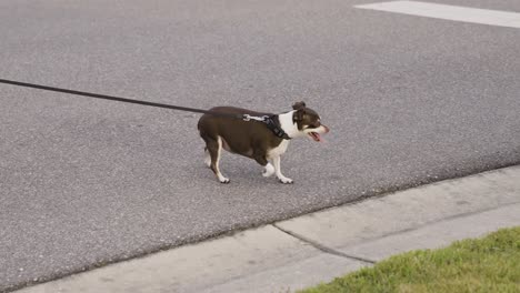 perro gordo con la lengua afuera cruzando la carretera