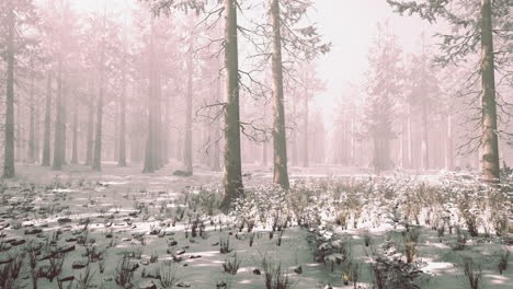 Bosque-De-Invierno-Místico-Con-Nieve-Y-Rayos-De-Sol-Que-Atraviesan-Los-árboles