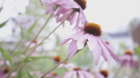 Wunderschöne-Natürliche-Lila-Blüten-Im-Freien