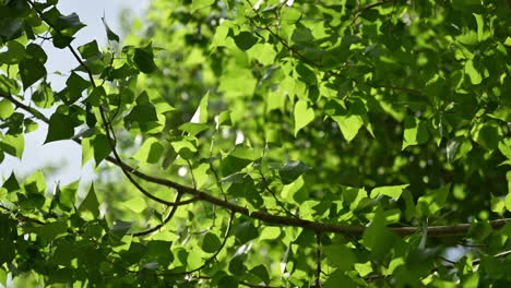 ramas de la copa de los árboles con hojas caducifolias verdes exuberantes iluminadas por el sol de verano