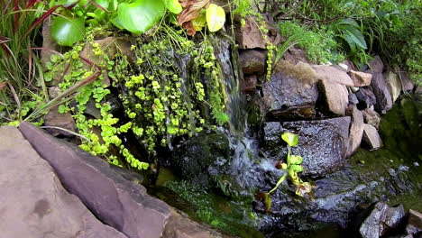 wide angle view of small waterfall and pond with freshwater aquatic plants