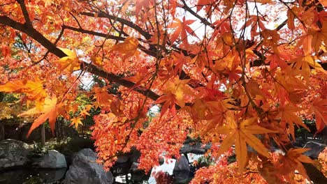 beautiful red vibrant maple leaves in japanese autumn