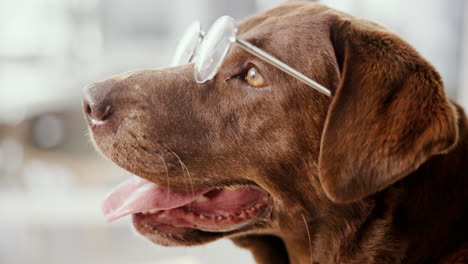 dog wearing glasses