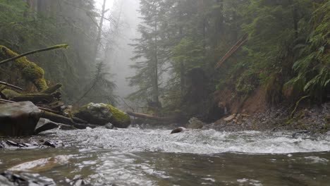 slow motion river in foggy pacific northwest forest