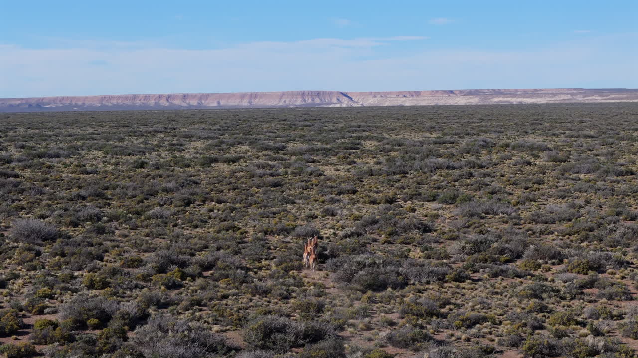 Herd of guanacos runs away on the wide arid steppe of eastern Argentina