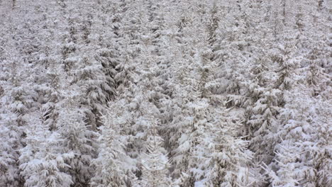 Bosque-De-Abetos-Jóvenes-Completamente-Cubierto-De-Nieve-Blanca-Y-Espesa