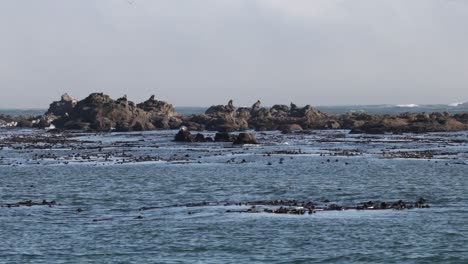 Robben-Auf-Felsen-Im-Pazifischen-Ozean