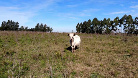 Luftaufnahme-Einer-Kuh,-Die-An-Einem-Sonnigen-Tag-Auf-Das-Feld-Starrt