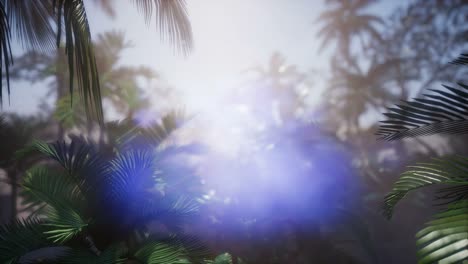 los rayos del atardecer a través de las palmeras