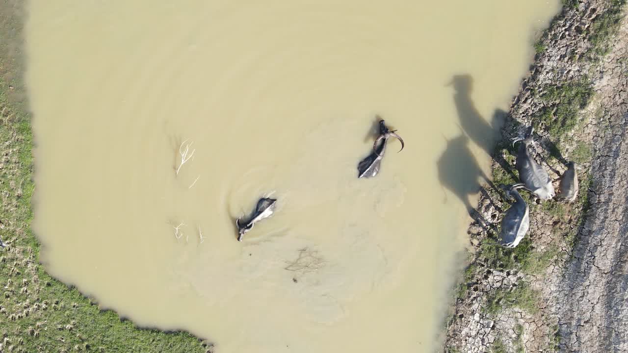 진흙투성이 습지 강을 가로질러 수영하는 물소 무리