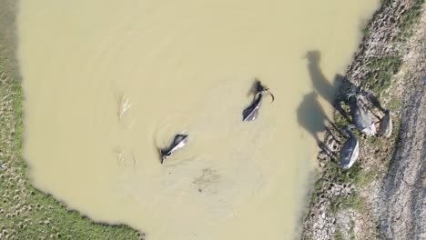 Vista-Aérea-De-Arriba-Hacia-Abajo-Manada-De-Búfalos-De-Agua-Nadando-A-Través-Del-Río-De-Humedales-Fangosos