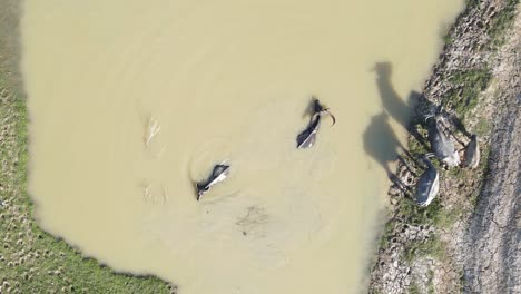 top down aerial view herd of water buffalo swimming across muddy wetland river