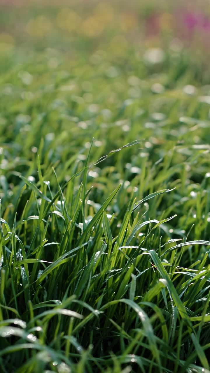 Close-up video of dew-covered grass blades, captured from a low angle