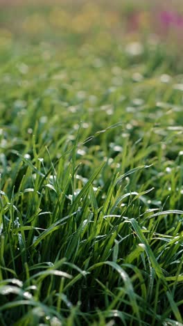 close-up video of dew-covered grass blades, captured from a low angle