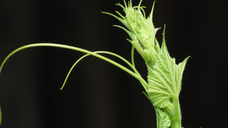 bottle gourd plant  leafs