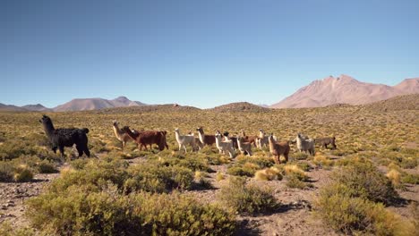 group of beautiful llamas in the highlands of atacama desert, chile, south america