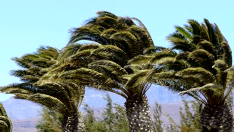 las palmeras y el viento.