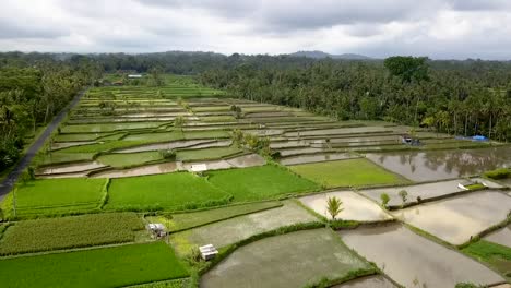 big sky gray clouds in sky over rice fields