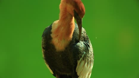 close-up of buff-necked ibis grooming itself during the day