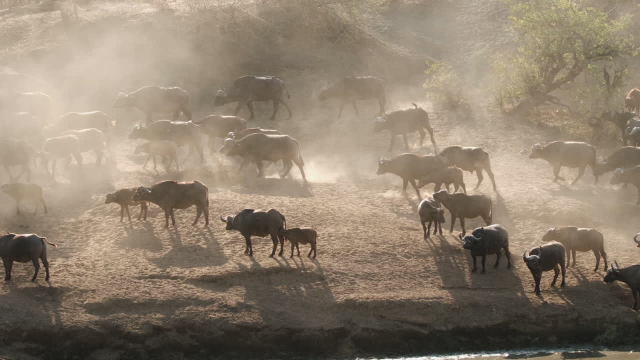 manada de búfalos del cabo migrando en el polvoriento paisaje de safari en áfrica