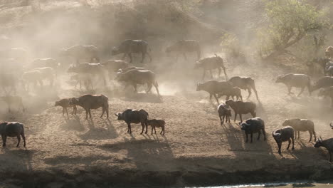 herd of cape buffalos migrating on dusty safari landscape in africa