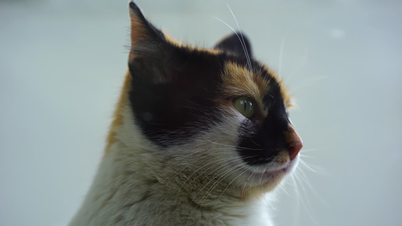 Gatto con occhi verdi e macchie nero-marroni che si guarda intorno, primo piano del muso dell'animale