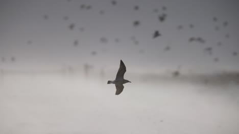 seagulls flying in cloudy weather